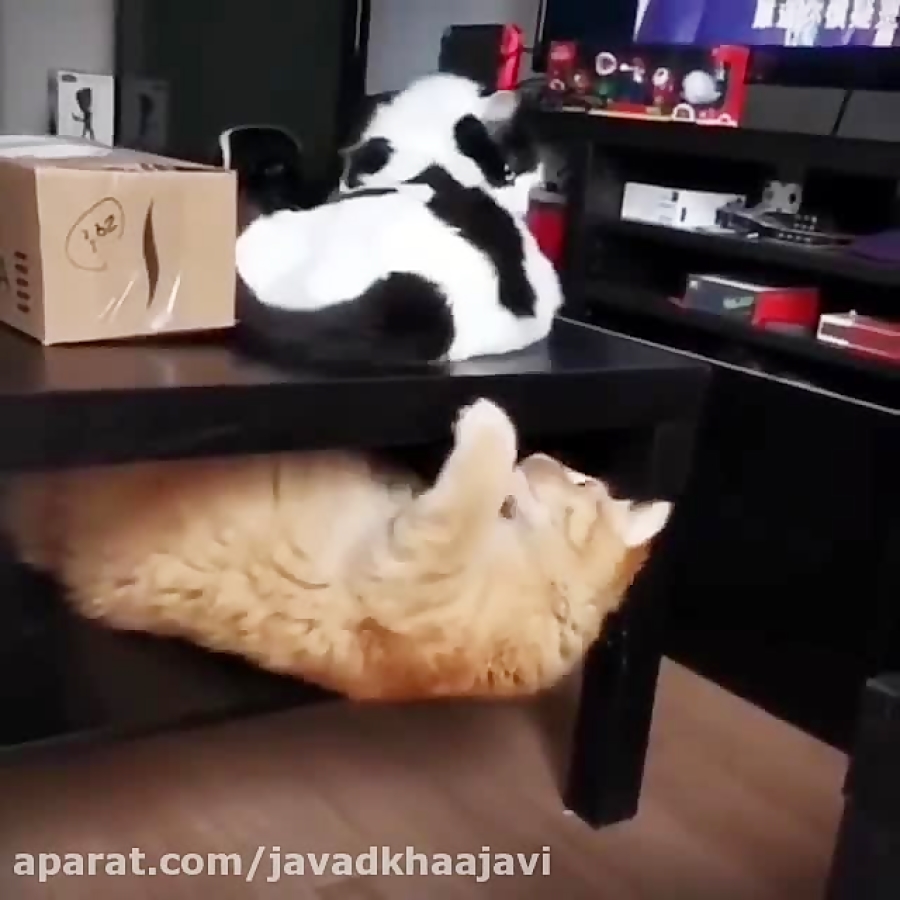 کرونا و گربها