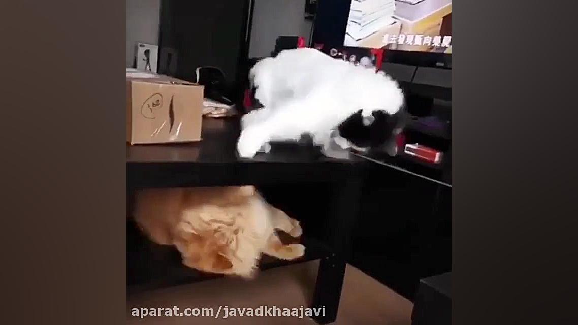 کرونا و گربها