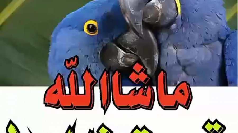 قرائت قرآن توسط طوطی حافظ قرآن...