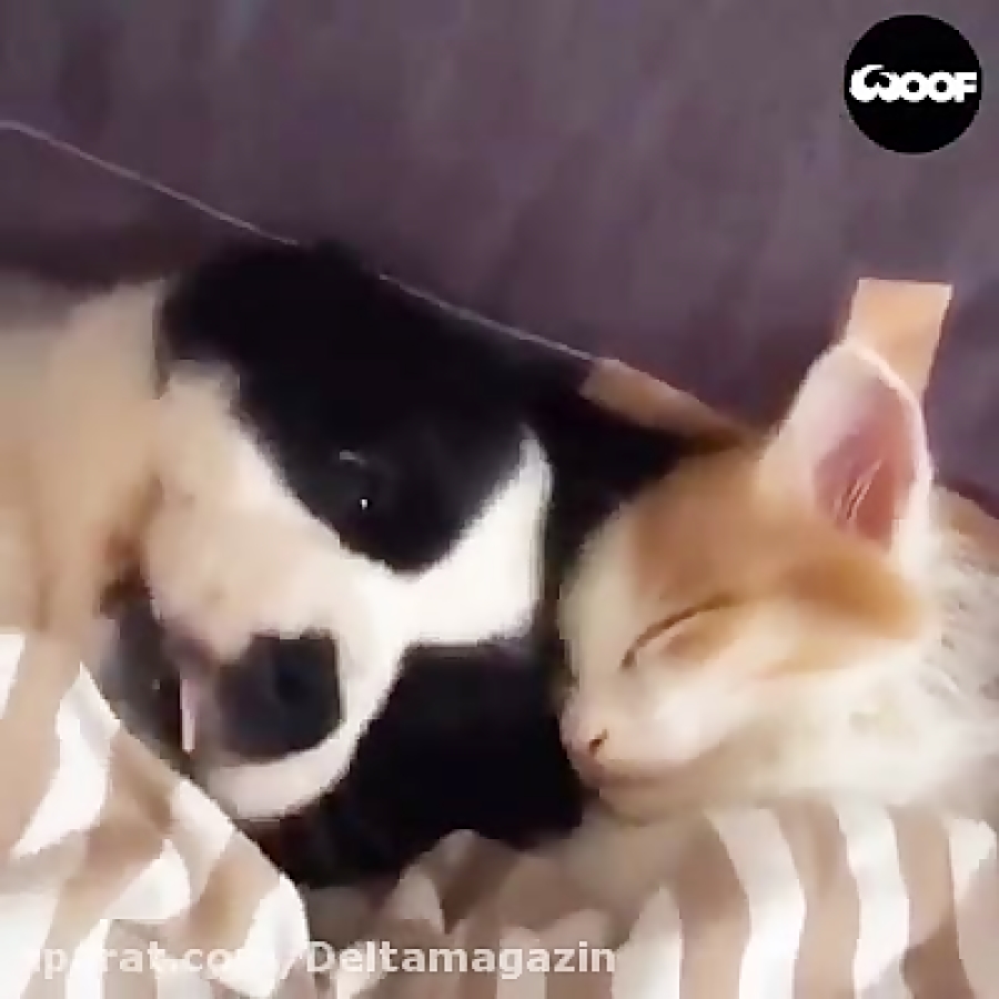 همنوع دوستی حیوانات