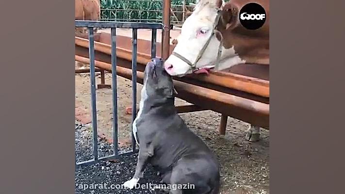 همنوع دوستی حیوانات