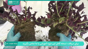 آموزش پرورش گل و گیاه | نحوه ت...