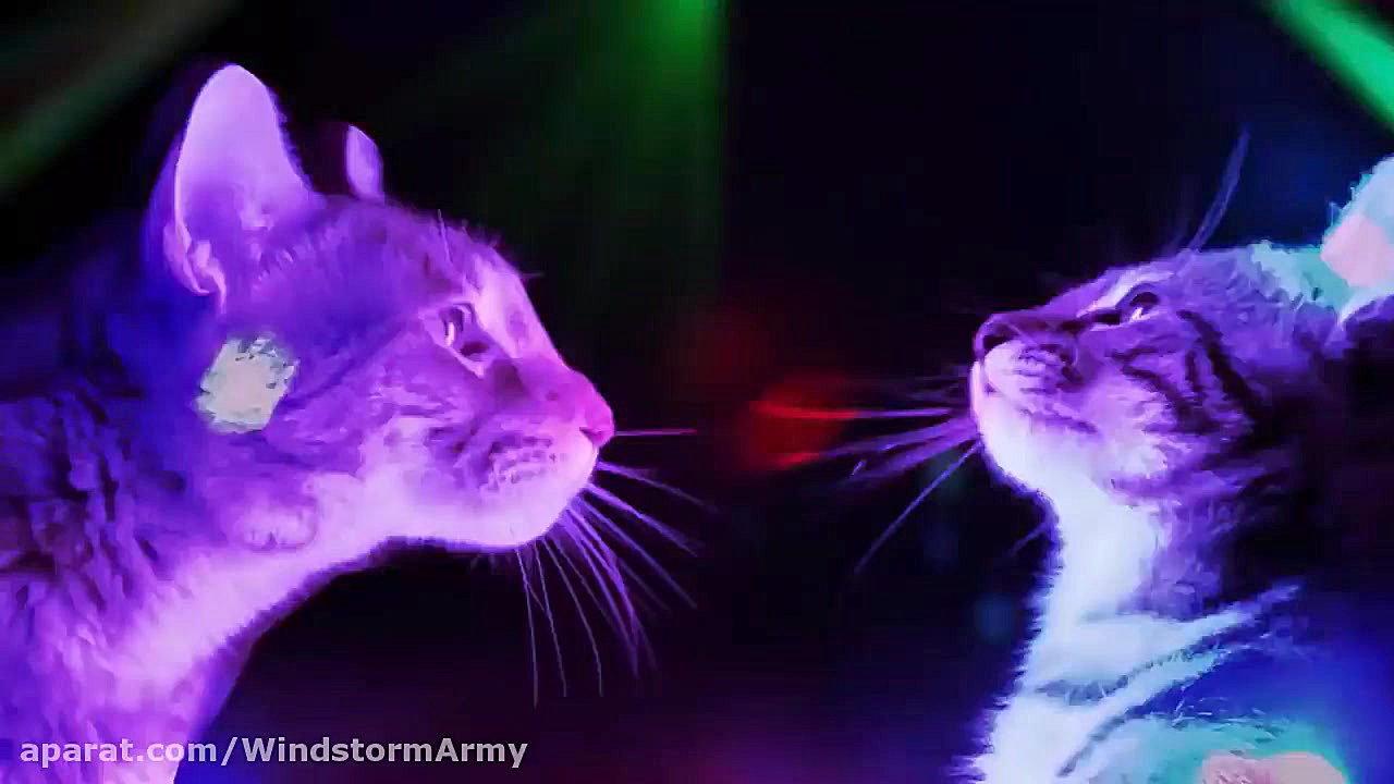 بیا بکن منو بوس! ادیت گربه ای...