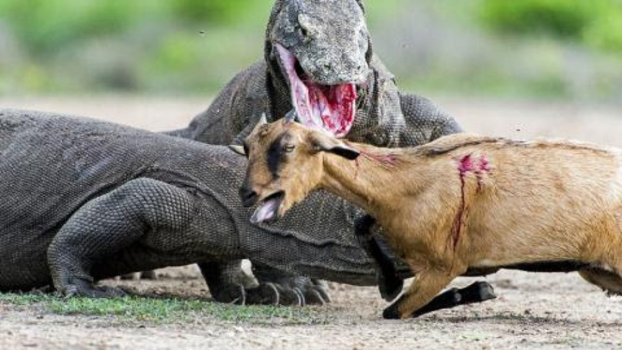 مستند فارسی  ماموریت های خطرنا...