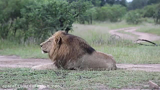 نعره شیر نر