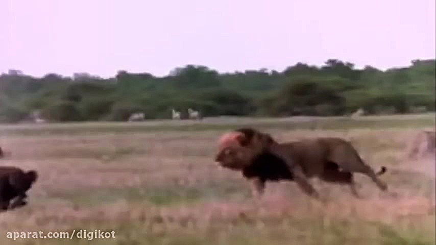 حیات وحش، از حمله کفتارها به ش...