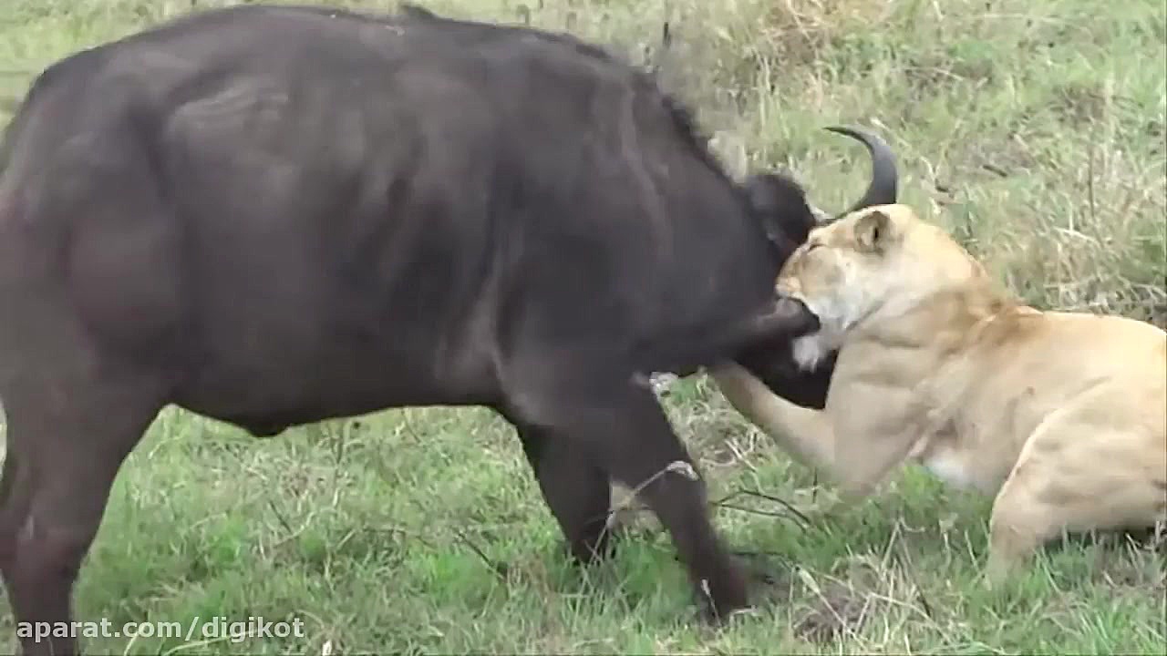 حیات وحش، رویارویی نفس گیر شیر...