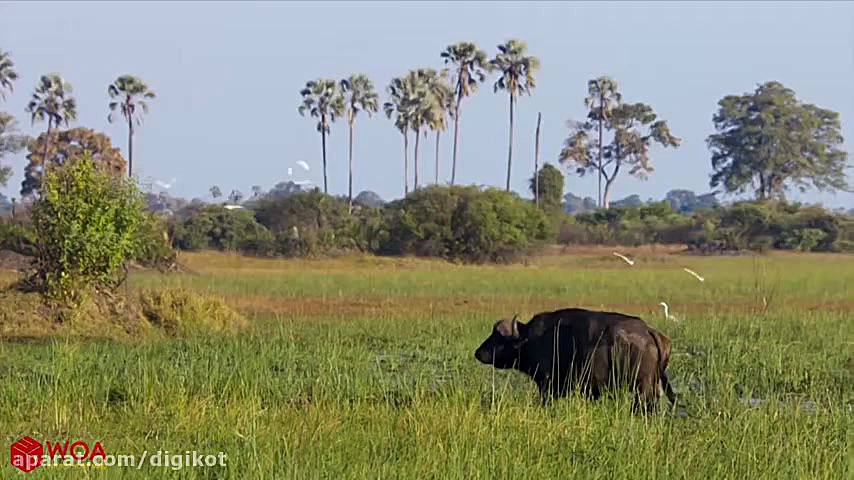 حیات وحش، حمله تماشایی شیرها ب...