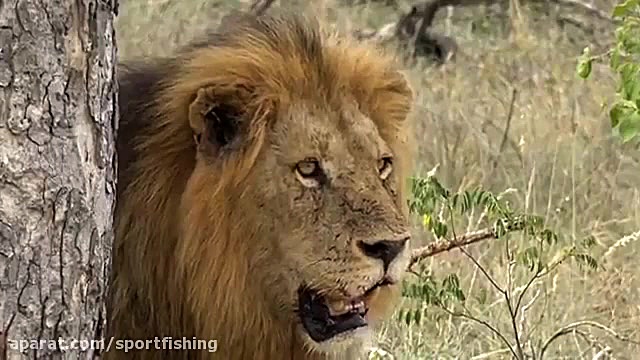 شیر غول پیکر بالای درخت  چرا؟...