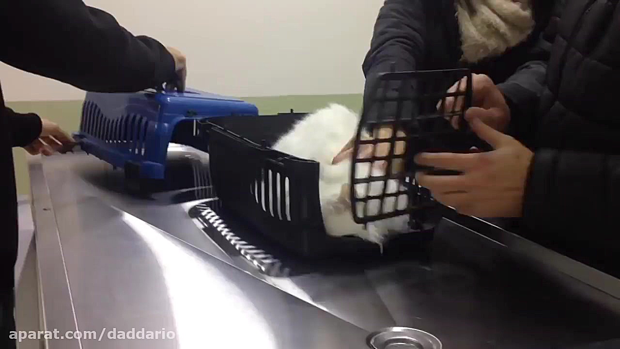 گربه سفید خوشگل عصبانی