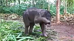 خنده دار ه فیل