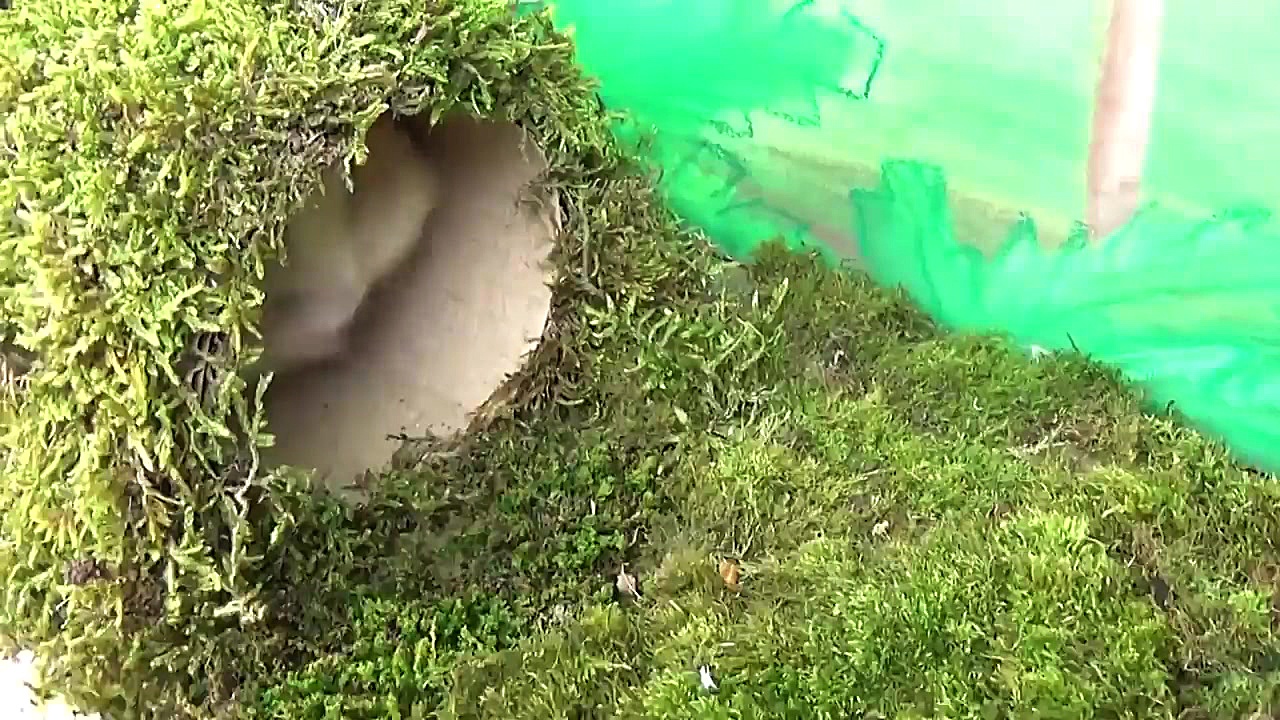 آمادگی دفاعی نظامی برای همستر