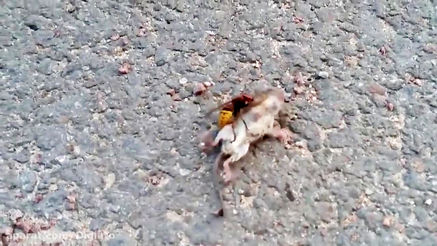 نبرد مرگ و زندگی موش با زنبور...