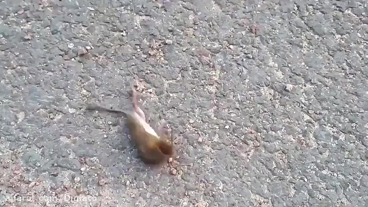 نبرد مرگ و زندگی موش با زنبور...