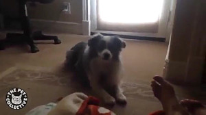 حیوانات خانگی بامزه