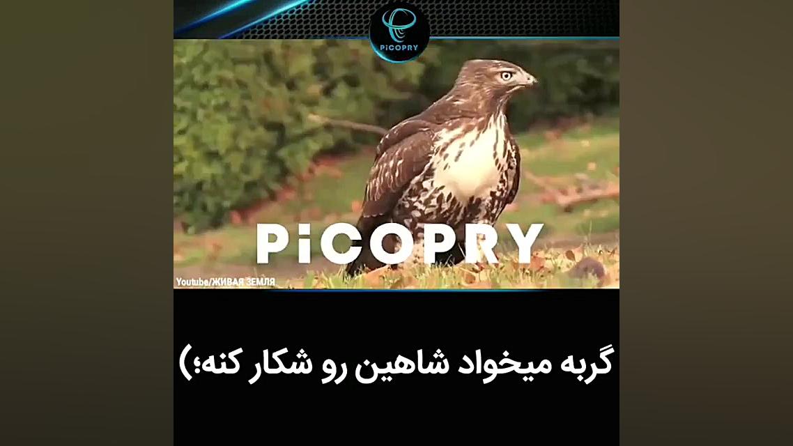 گربه میخواد شاهین رو شکار کنه