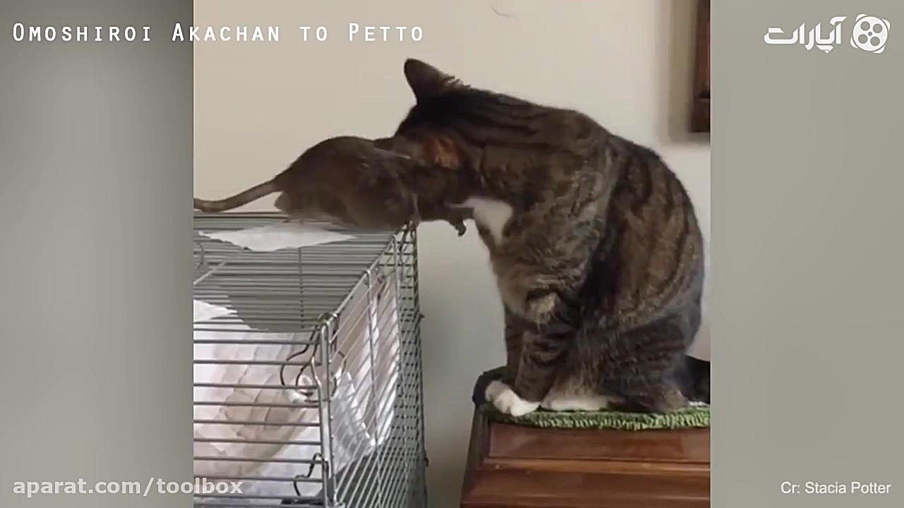 تام و جری ها در دنیای واقعی