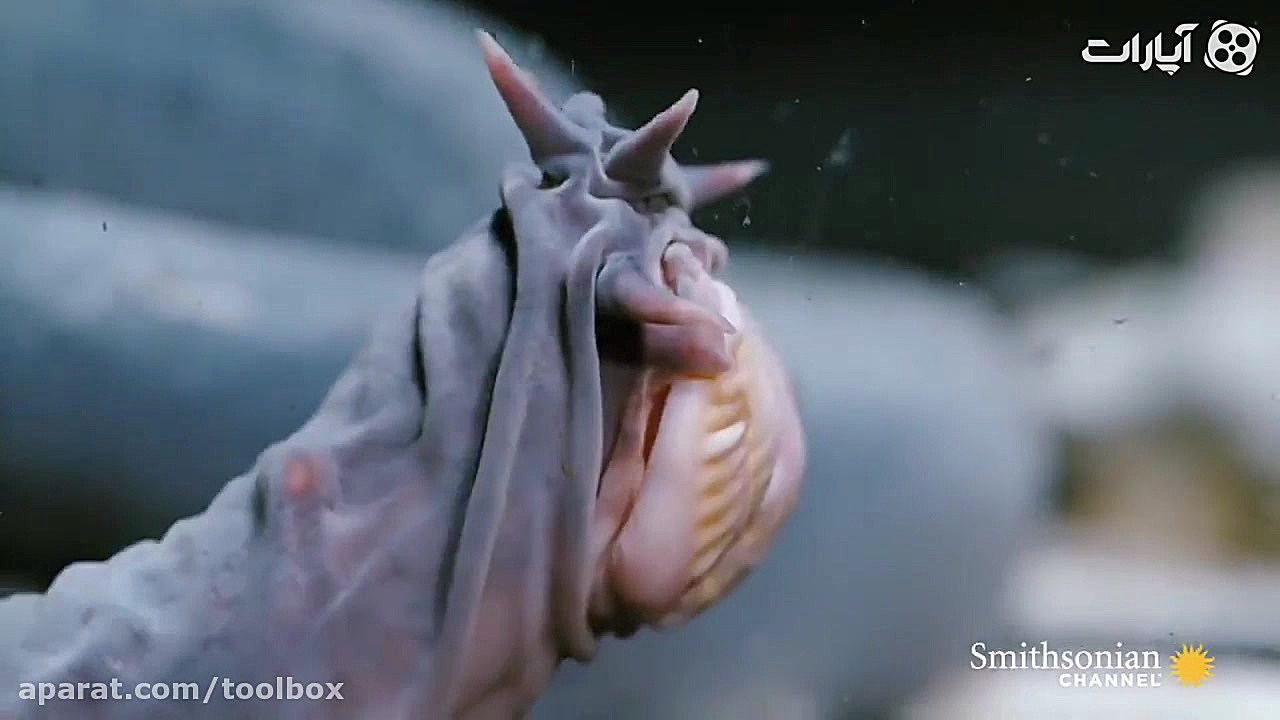 بی فک ماهی که 300 میلیون سال ب...