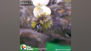 درست زمانی که کرم پیله می بندد...