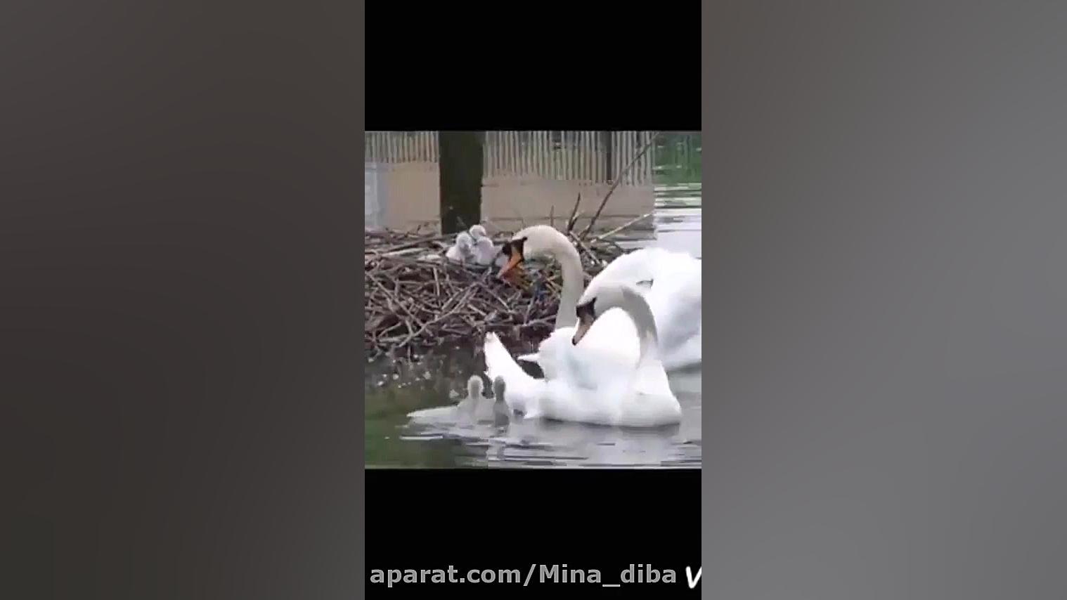 زندگی و زیبایی قوها