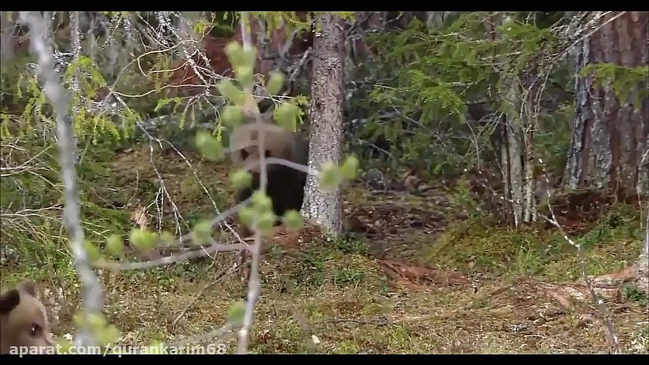 قران; 39 سوره الزمر معجزات کتا...