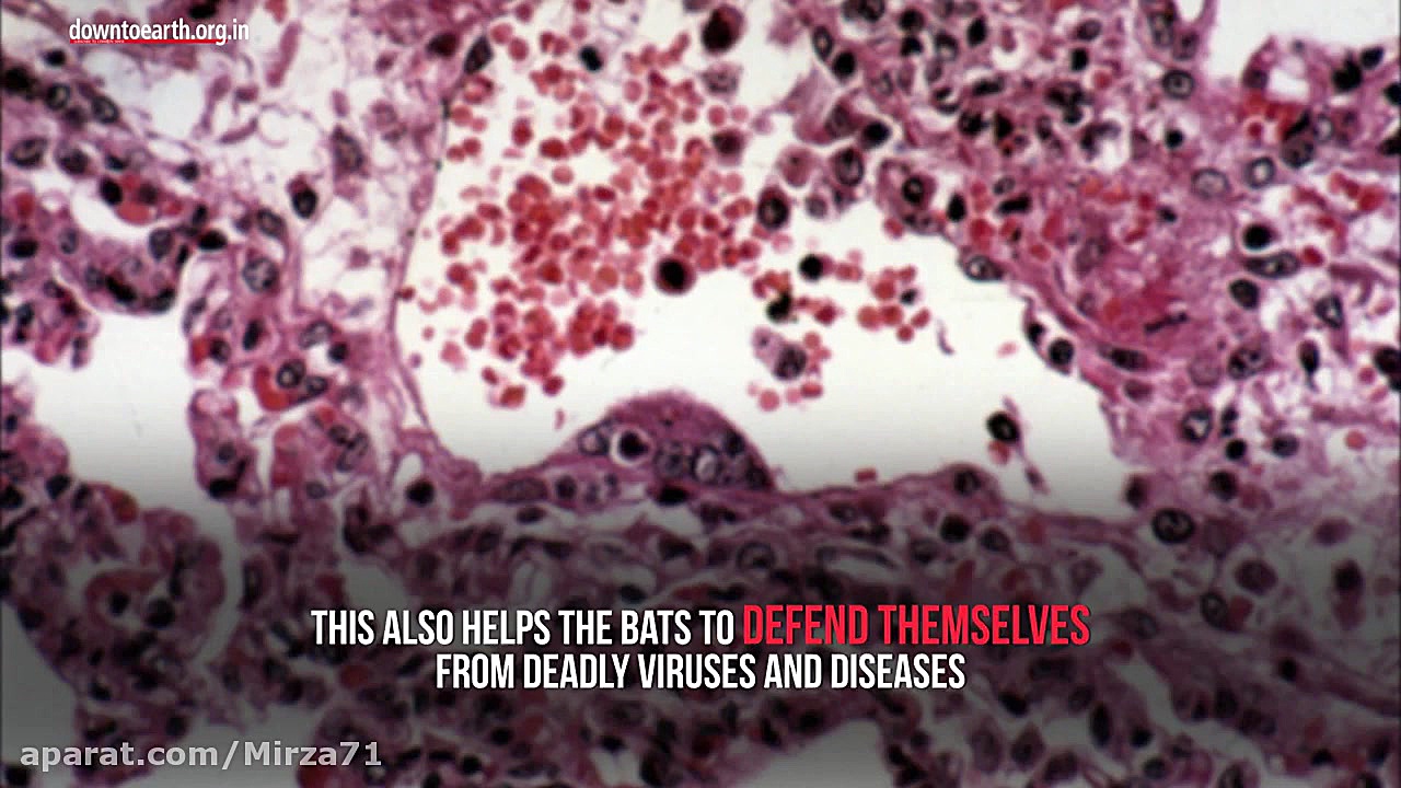 چرا خفاش ها حامل ویروس های زیا...