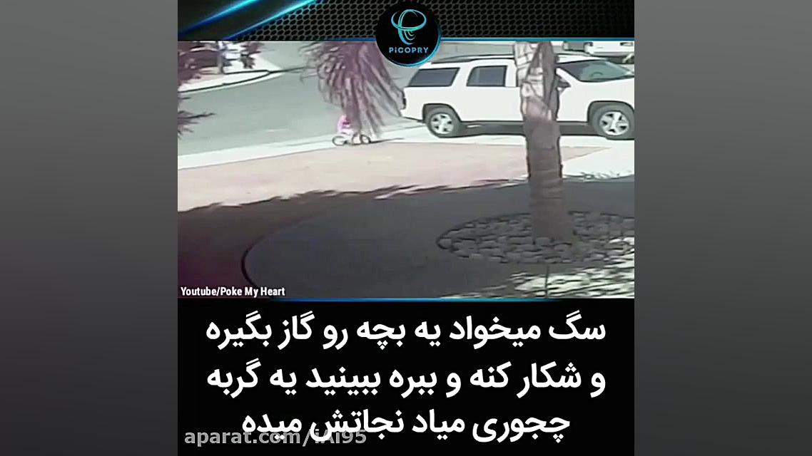 نجات بچه از حمله سگ توسط گربه