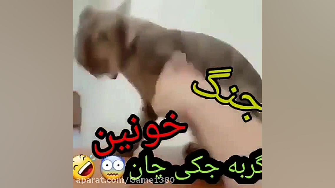 جنگ خونین جکی چان و گربه