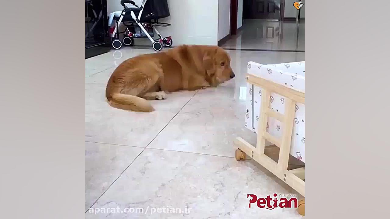 سگی که برای پرستاری از نوزاد آ...