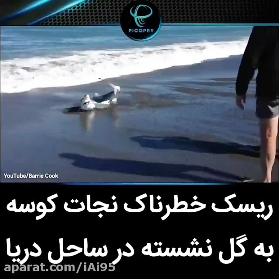 ریسک خطرناک نجات کوسه