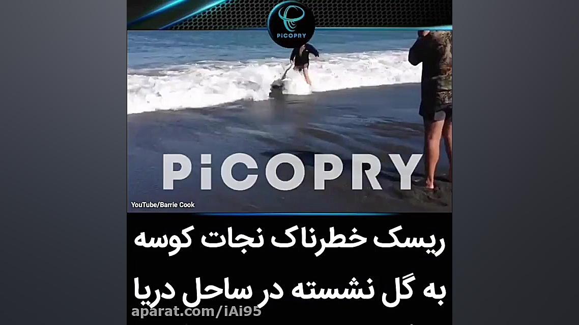 ریسک خطرناک نجات کوسه