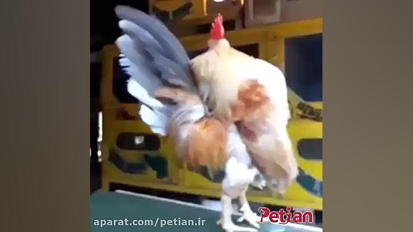 خروس بدنساز !