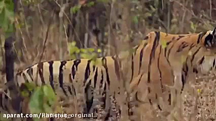 مونتاژ فوق العاده زیبا از تقاب...