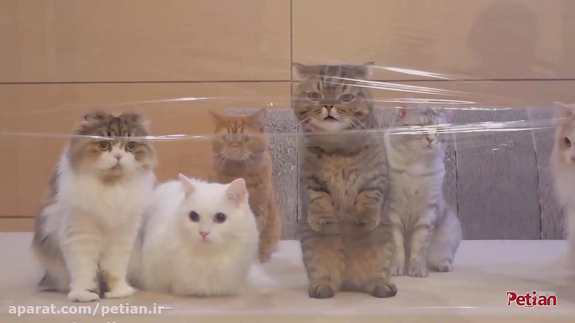 فرق گربه های باهوش و خنگ!