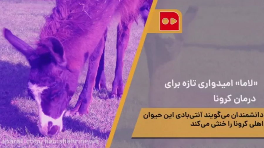 &laquo;لاما&raquo; اميدواری تا...