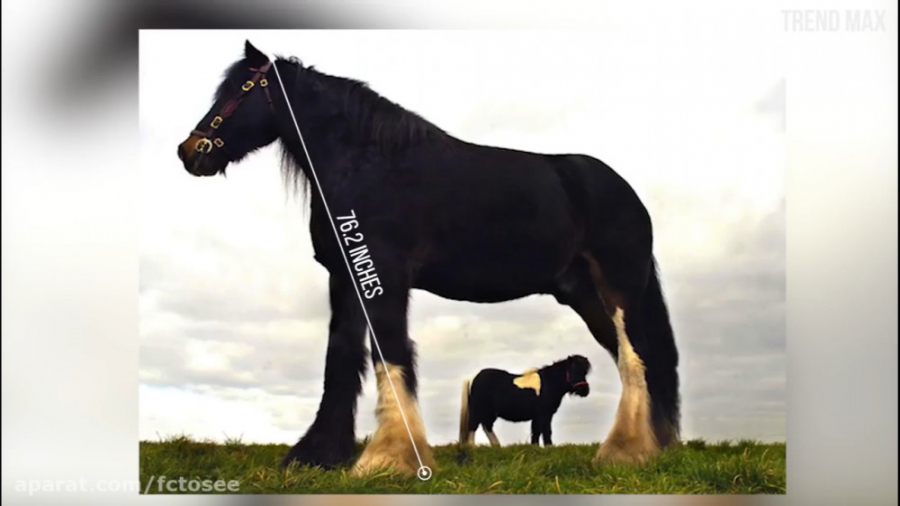 بزرگترین اسب ها در جهان