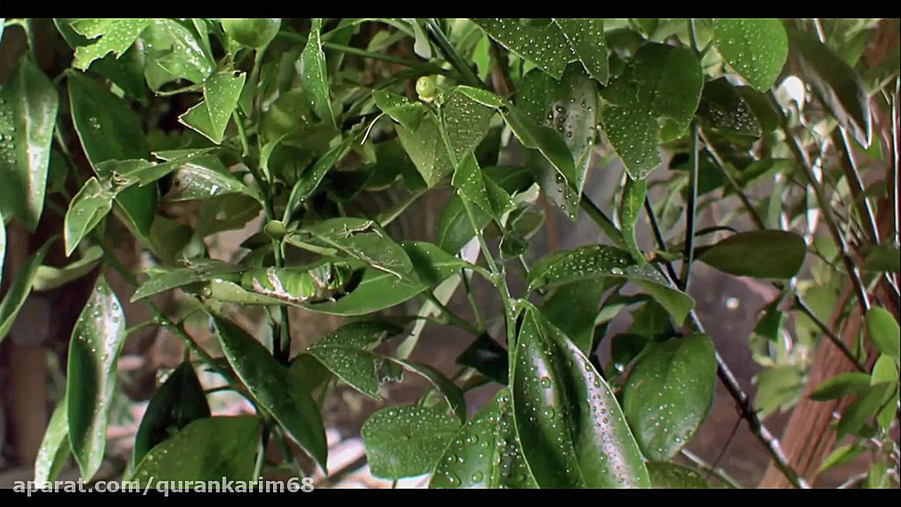 قران; 66 سوره التحریم معجزات ک...