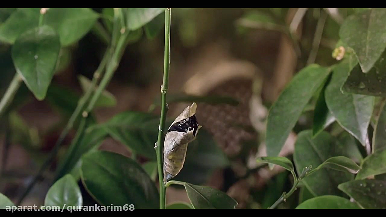 قران; 70 سوره المعارج معجزات ک...