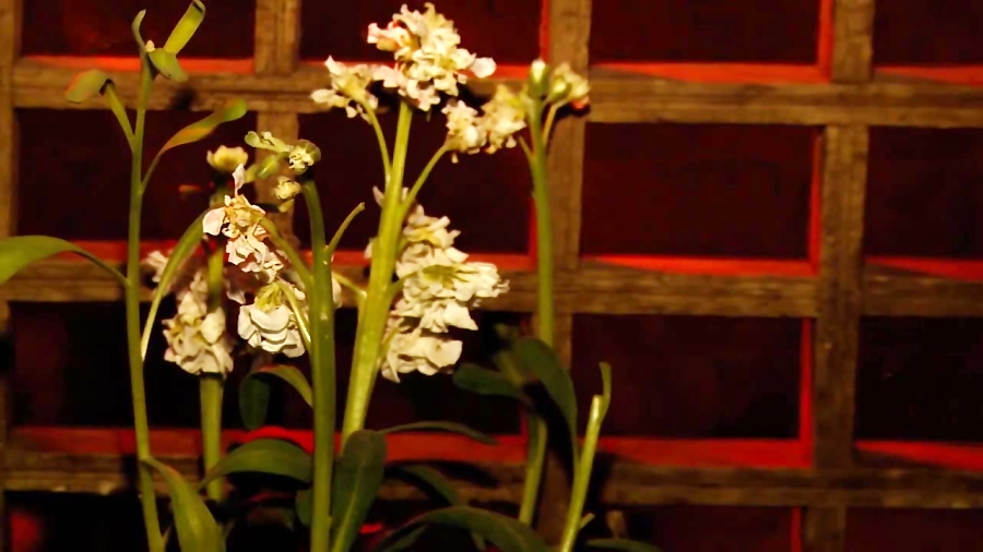 کلیپ غصه علی | شهادت امام علی...