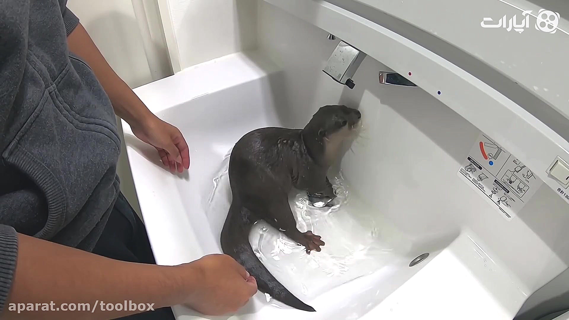 حتی سمور آبی هم شده حیوان خونگ...