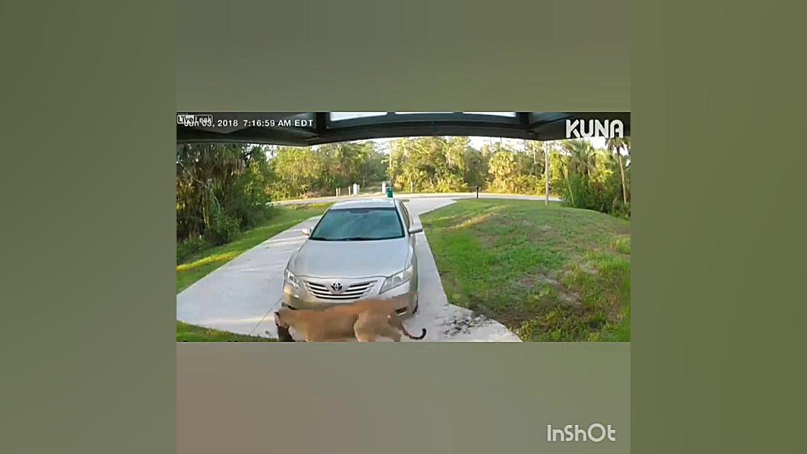 شکار گربه توسط شیر وسط شهر