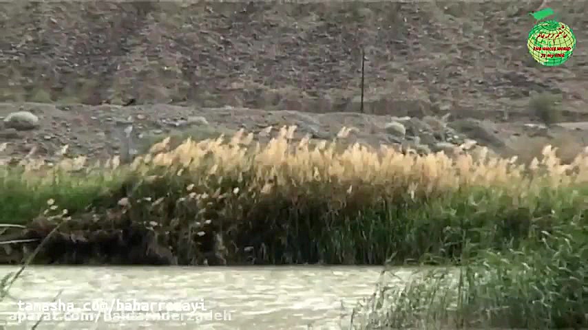 حیات وحش سیستان بلوچستان گاندو