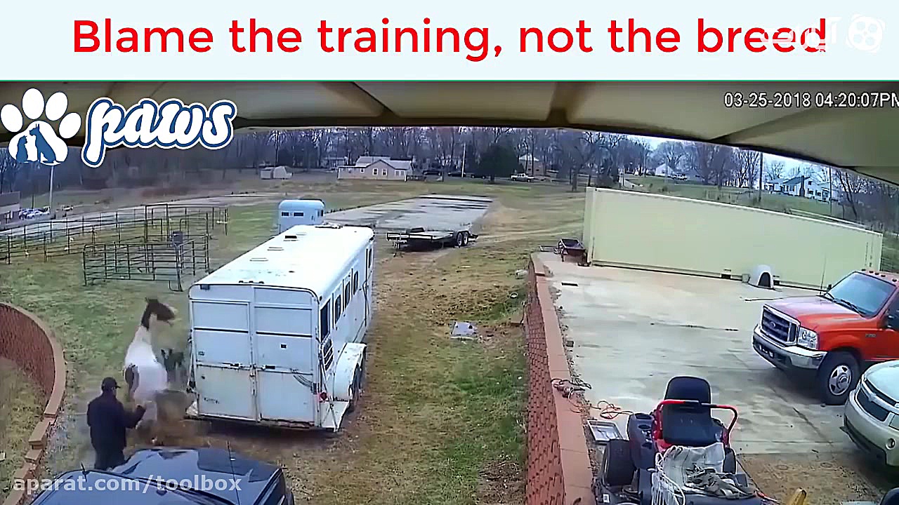 حمله پیتبول به اسب