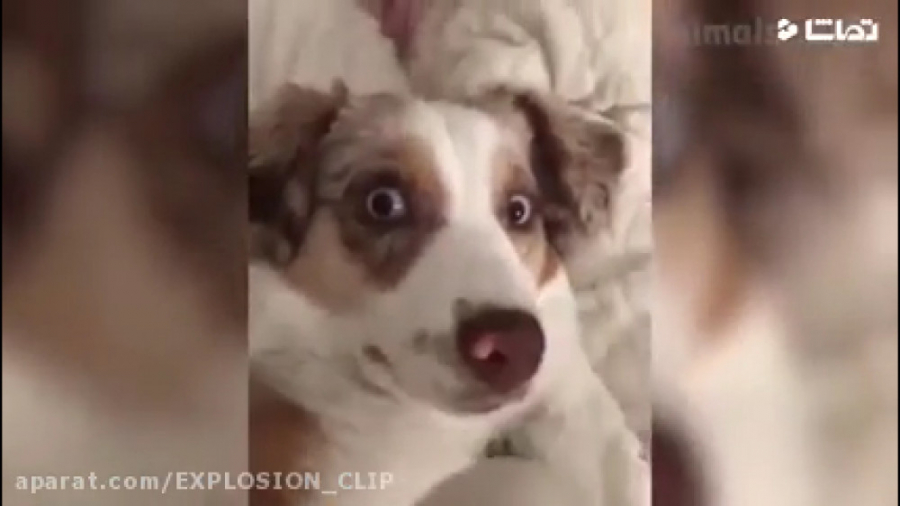 کلیپ خنده دار حیوانات | حیوانا...