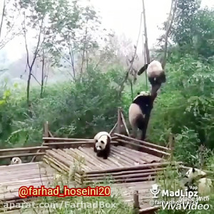 پاندای چشم چرون (صداگذاری خنده...