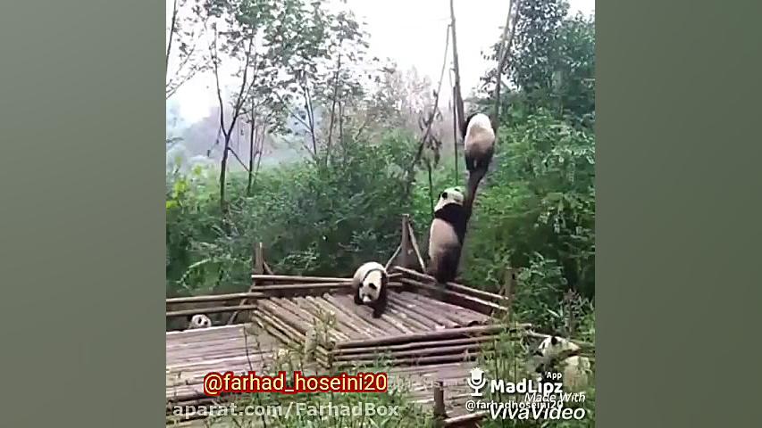 پاندای چشم چرون (صداگذاری خنده...