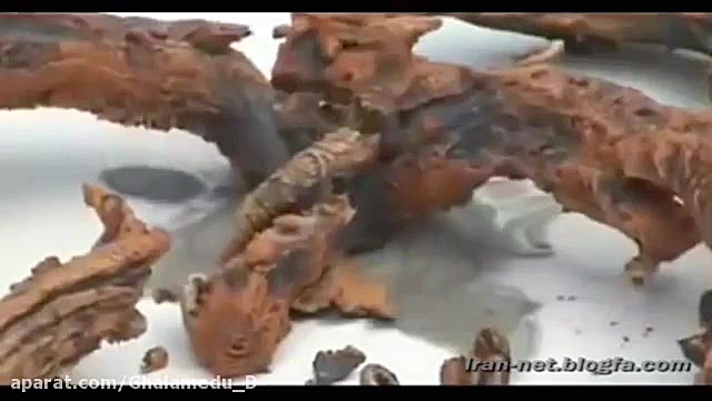 علوم پیشرفته(کلیپ شماره 19)