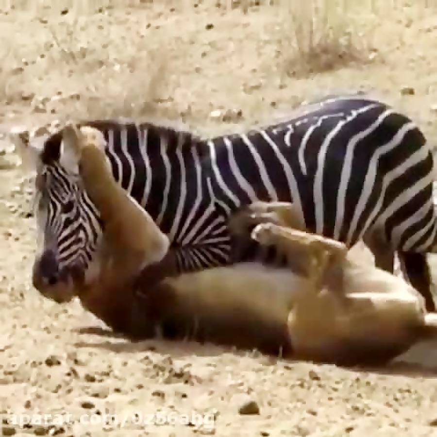 کلیپ شکار گورخر توسط شیر