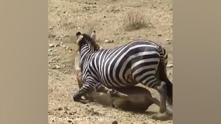 کلیپ شکار گورخر توسط شیر