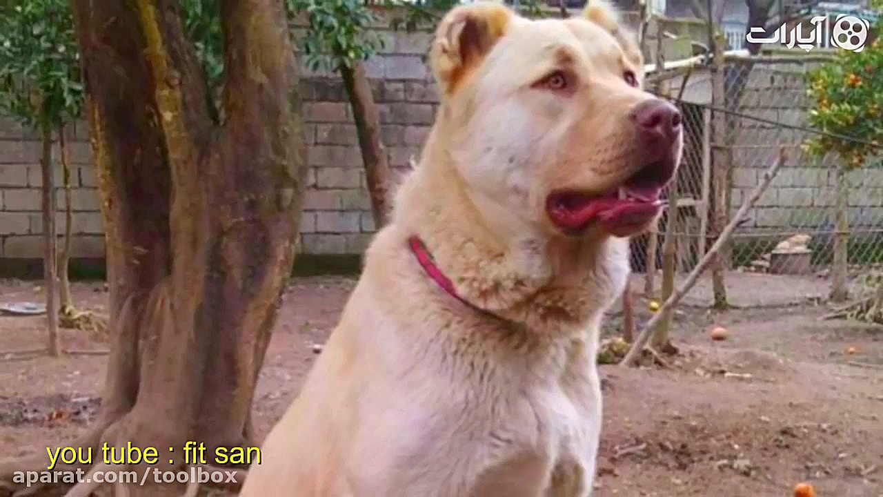 در مورد سگ قدرتمند افغان چه می...